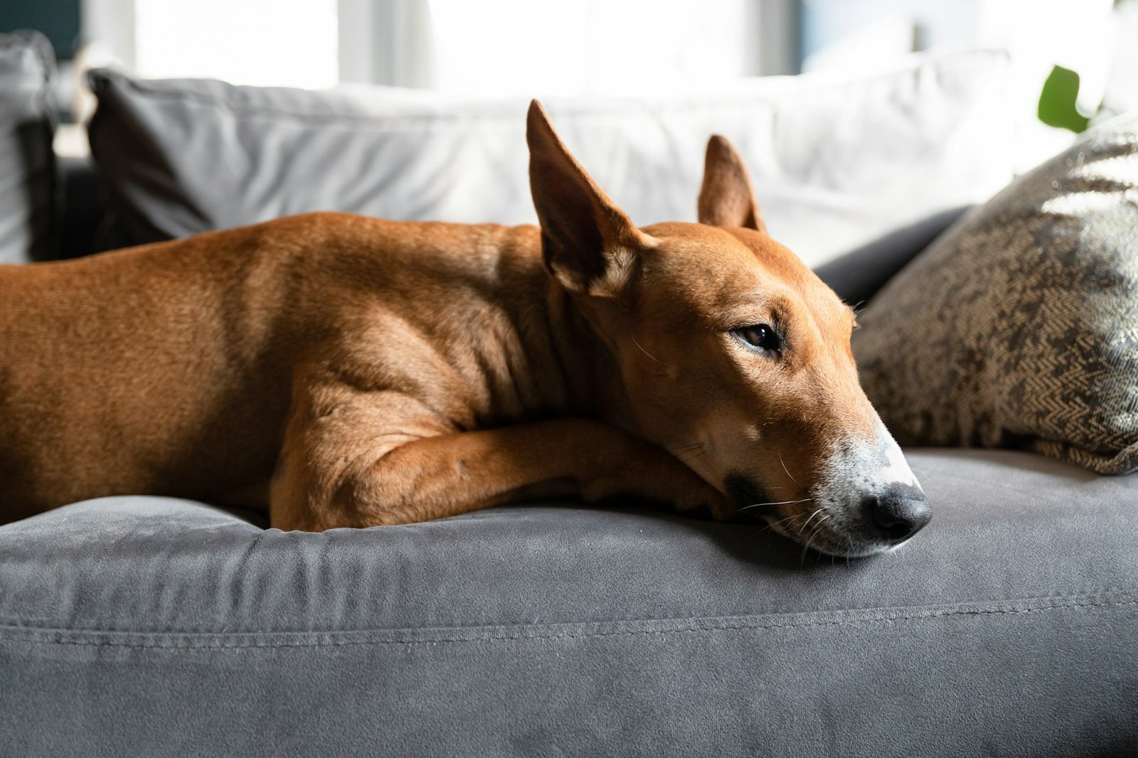 A large dog lying on a grey fabric sofa, the usual source of pet hair in upholstery